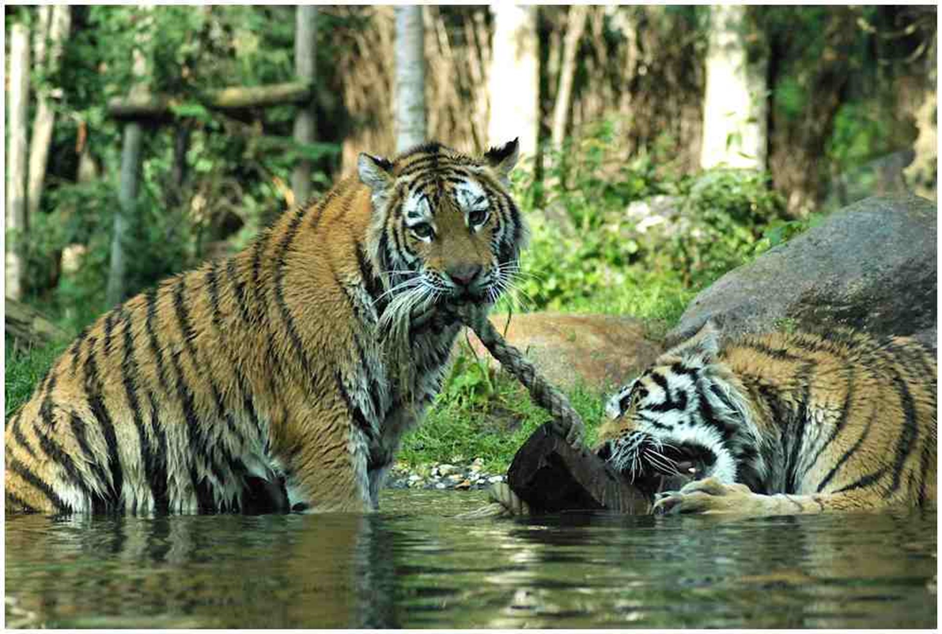 Erlebnistierpark Memleben - Amurtiger Die Amurtiger spielen im Wasser.